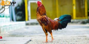 Thức ăn là yếu tố quan trọng sư kê cần lưu ý khi tìm hiểu cách nuôi gà đá